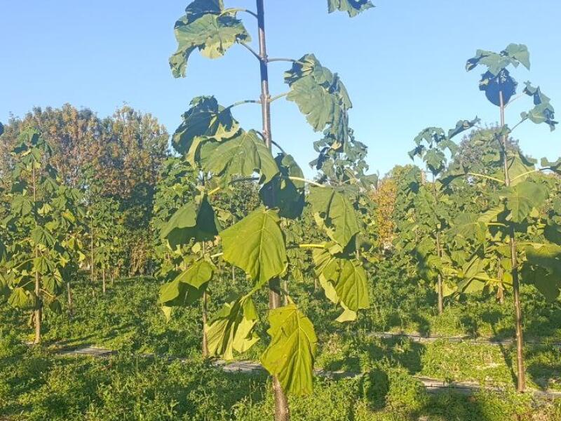 Paulownia en France