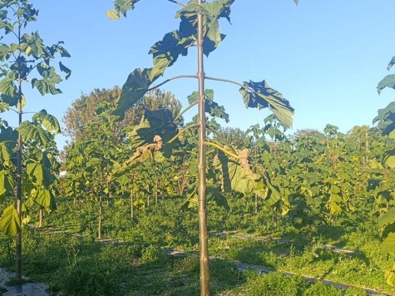 Paulownia en France