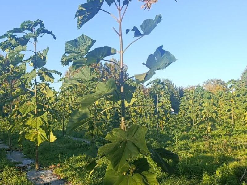Paulownia en France