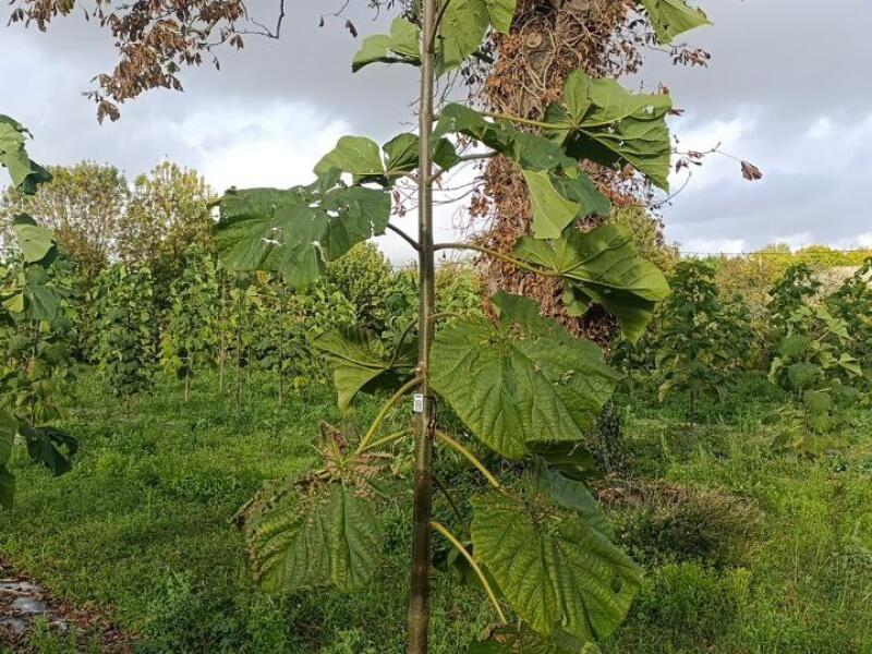 Paulownia en France