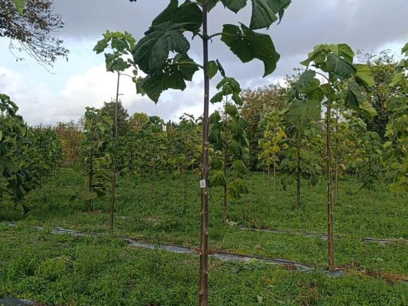 Paulownia en France