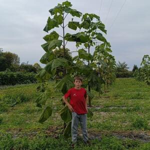 Paulownia en France