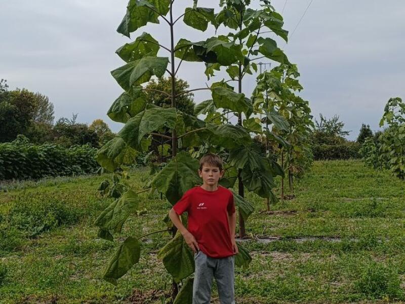Paulownia en France
