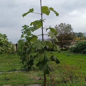 Paulownia en France