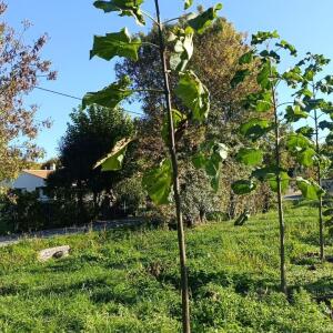 Paulownia en France - 17 October 2025