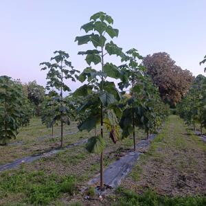 Paulownia en France