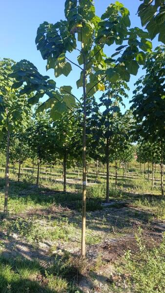 Tree #1167