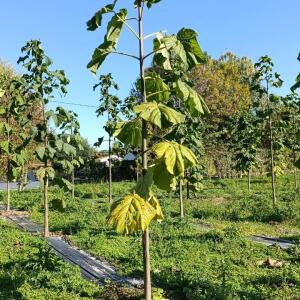Paulownia en France - 17 October 2025
