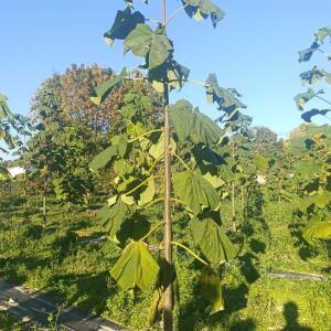 Paulownia en France - 17 October 2025