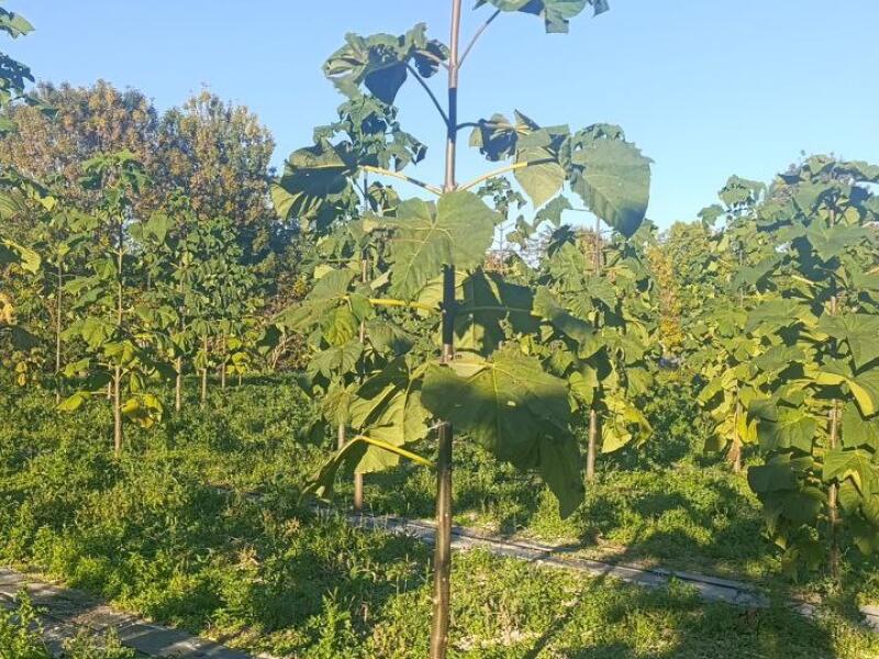 Paulownia en France