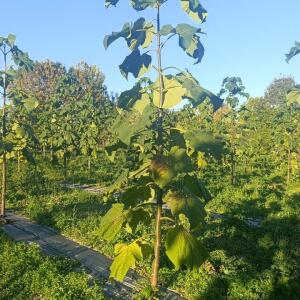 Paulownia en France