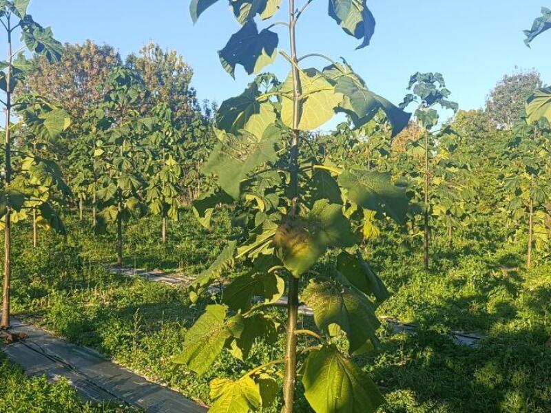 Paulownia en France