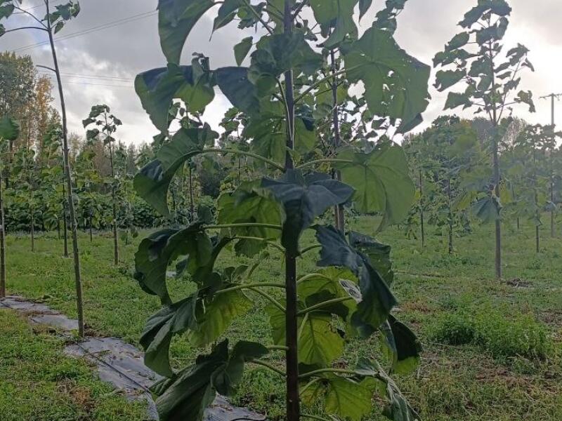 Paulownia en France