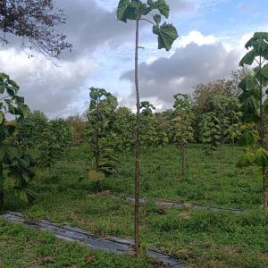 Paulownia en France