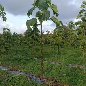 Paulownia en France