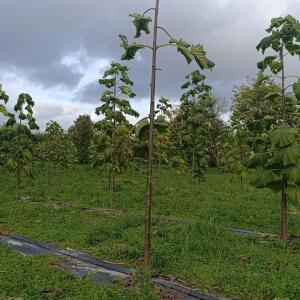 Paulownia en France
