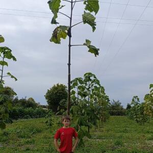 Paulownia en France