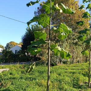 Paulownia en France - 17 October 2025