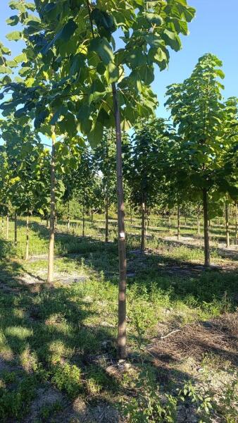 Tree #1187