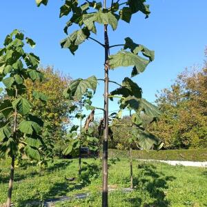 Paulownia en France - 17 October 2025