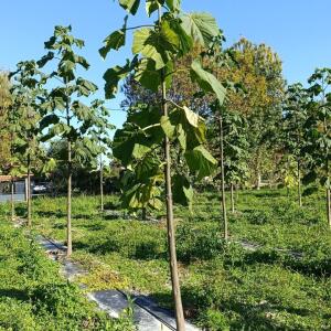 Paulownia en France - 17 October 2025