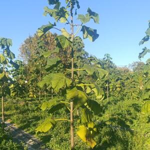 Paulownia en France - 17 October 2025