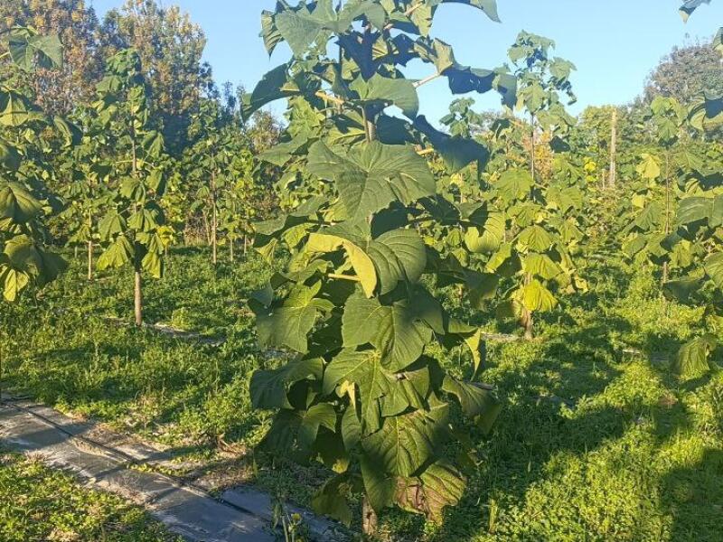 Paulownia en France