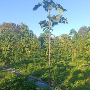 Paulownia en France