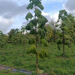 Paulownia en France - 20 October 2025