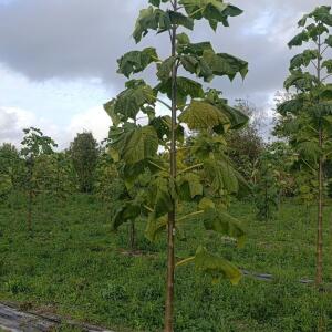 Paulownia en France - 20 October 2025