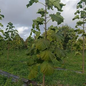 Paulownia en France - 20 October 2025