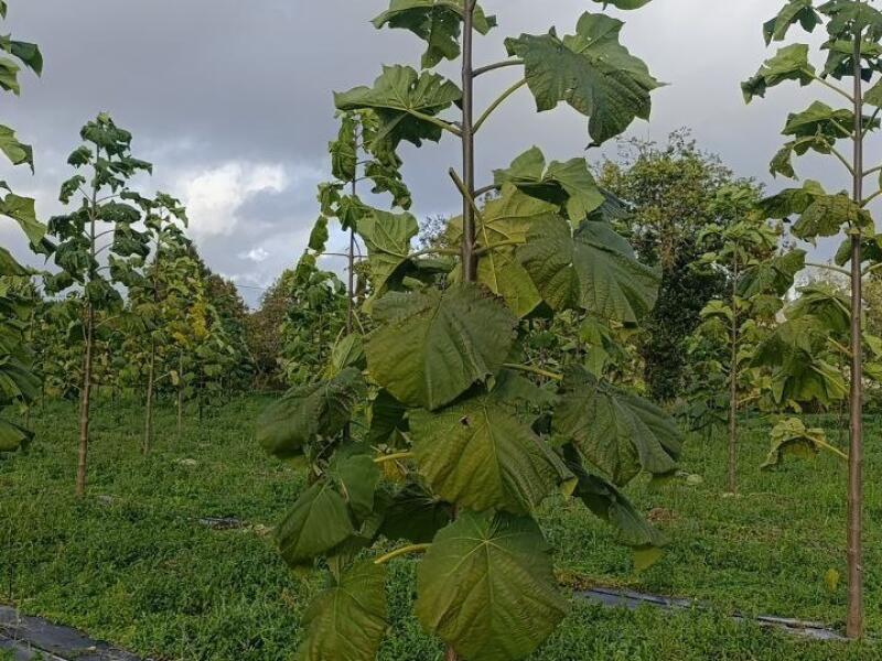Paulownia en France