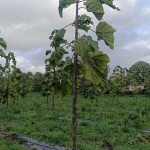 Paulownia en France - 20 October 2025