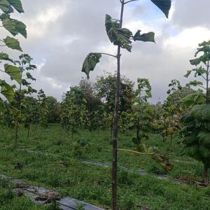 Paulownia en France - 20 October 2025