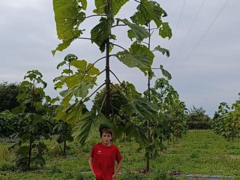 Paulownia en France