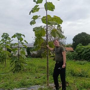Paulownia en France - 19 October 2025