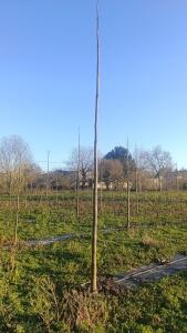 Paulownia en France - 4 January 2026