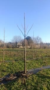 Paulownia en France - 4 January 2026