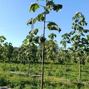 Paulownia en France - 17 October 2025