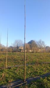 Paulownia en France - 4 January 2026
