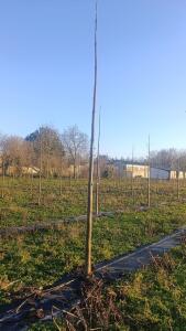 Paulownia en France - 4 January 2026