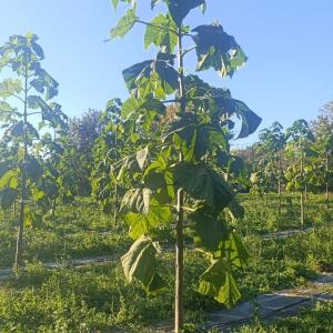 Paulownia en France - 17 October 2025