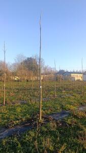 Paulownia en France - 4 January 2026