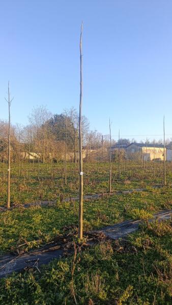 Paulownia en France
