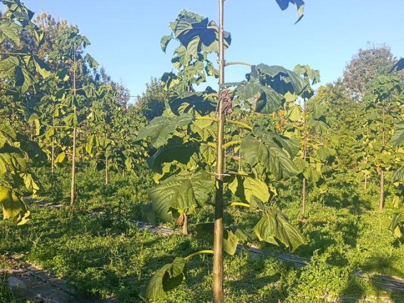 Paulownia en France