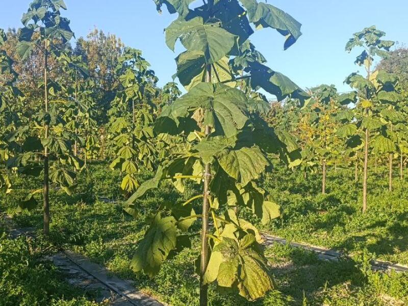 Paulownia en France