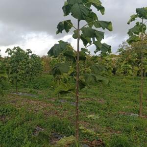 Paulownia en France - 20 October 2025