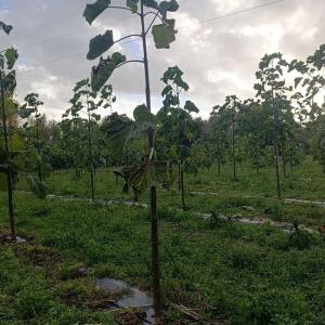 Paulownia en France