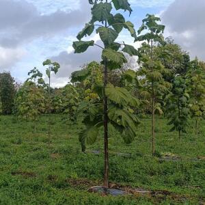 Paulownia en France - 20 October 2025