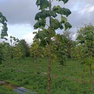 Paulownia en France - 20 October 2025
